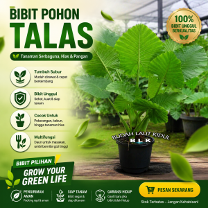 bibit pohon talas sente unggul siap tanam – tanaman hias dan pangan multifungsi