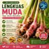 lengkuas muda segar pilihan – aroma kuat, bersih & siap masak