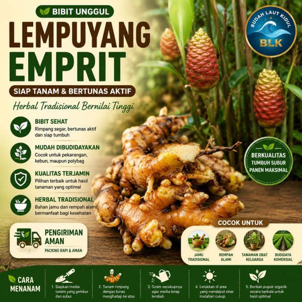 bibit lempuyang emprit bertunas â bibit herbal tradisional siap tanam bibit lempuyang emprit bertunas â bibit herbal tradisional siap tanam
