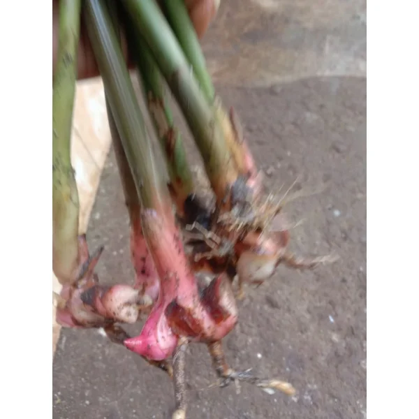 lengkuas muda segar pilihan – aroma kuat, bersih & siap masak