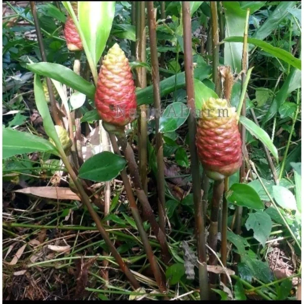 bibit lempuyang emprit bertunas â bibit herbal tradisional siap tanam bibit lempuyang emprit bertunas â bibit herbal tradisional siap tanam